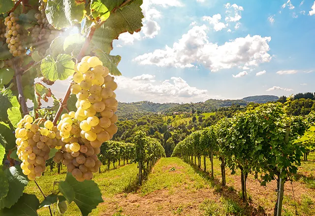 Visites de vignobles egeens